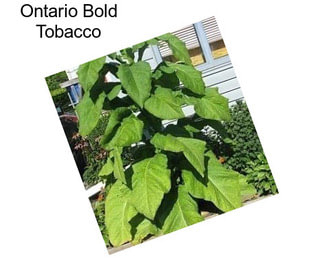 Ontario Bold Tobacco