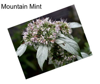 Mountain Mint