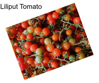 Liliput Tomato