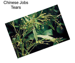 Chinese Jobs Tears