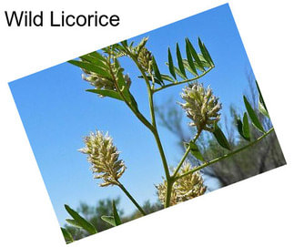 Wild Licorice