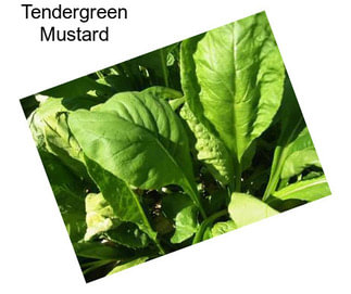 Tendergreen Mustard