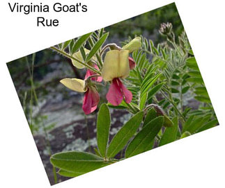 Virginia Goat\'s Rue