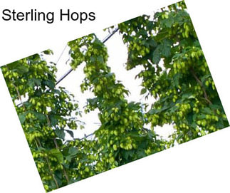 Sterling Hops