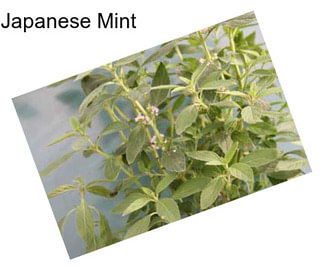 Japanese Mint