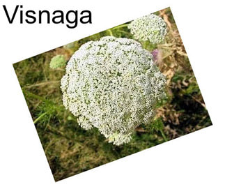 Visnaga