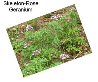 Skeleton-Rose Geranium