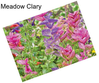 Meadow Clary