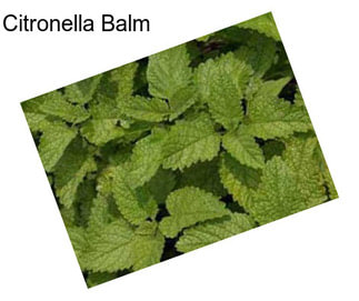 Citronella Balm