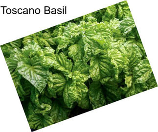 Toscano Basil