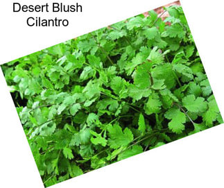 Desert Blush Cilantro