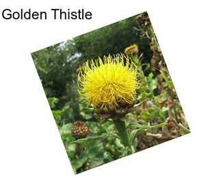 Golden Thistle