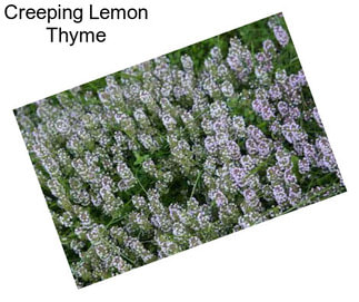 Creeping Lemon Thyme