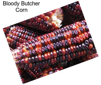 Bloody Butcher Corn