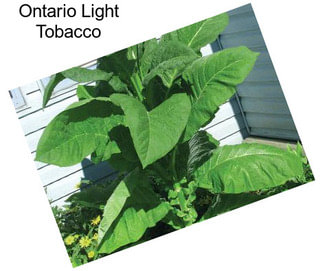 Ontario Light Tobacco