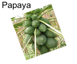 Papaya