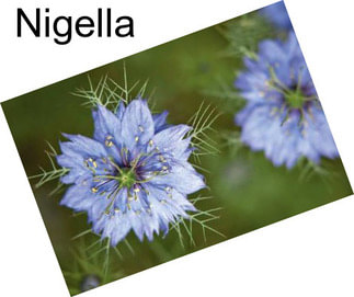 Nigella