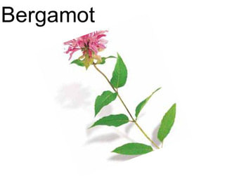 Bergamot