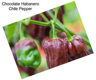 Chocolate Habanero Chile Pepper