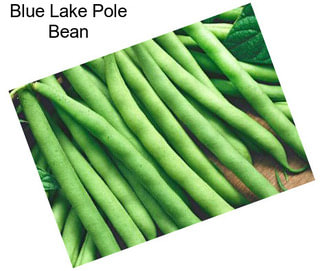 Blue Lake Pole Bean