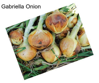 Gabriella Onion