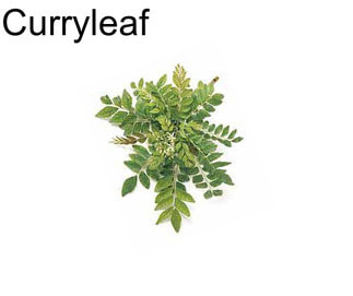 Curryleaf