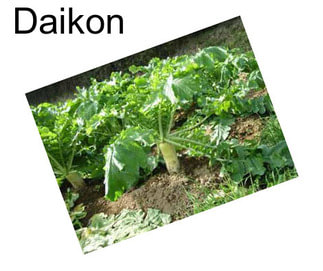 Daikon