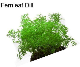 Fernleaf Dill