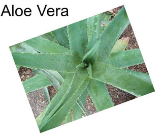 Aloe Vera