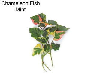 Chameleon Fish Mint