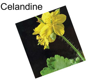 Celandine