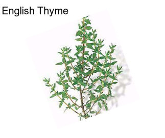 English Thyme