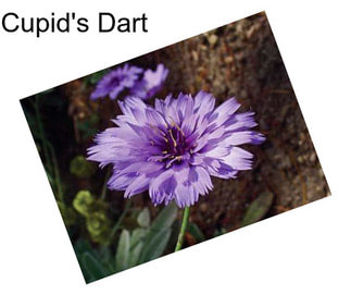 Cupid\'s Dart