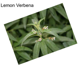 Lemon Verbena