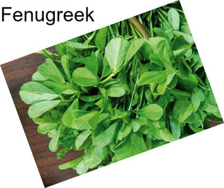 Fenugreek