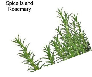 Spice Island Rosemary