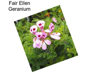 Fair Ellen Geranium