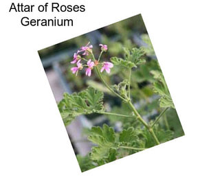 Attar of Roses Geranium