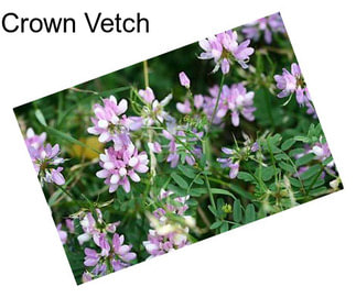 Crown Vetch