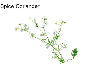 Spice Coriander