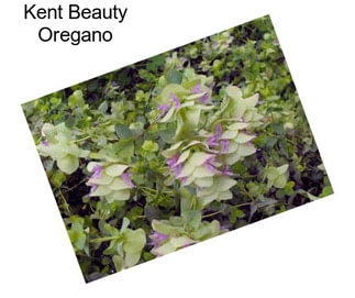 Kent Beauty Oregano