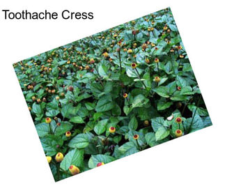 Toothache Cress