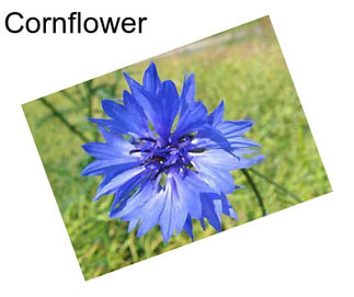 Cornflower