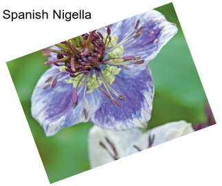 Spanish Nigella