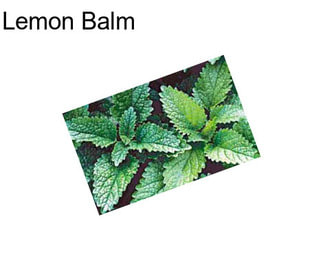 Lemon Balm