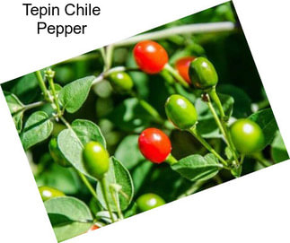 Tepin Chile Pepper