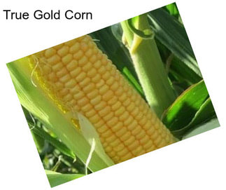 True Gold Corn