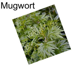 Mugwort