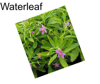 Waterleaf