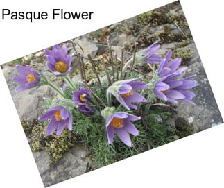 Pasque Flower